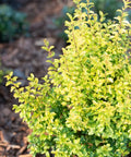 Sunshine Ligustrum