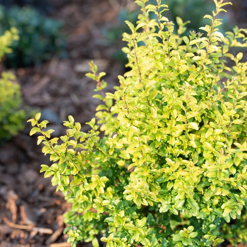 Sunshine Ligustrum