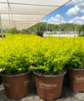 Sunshine Ligustrum