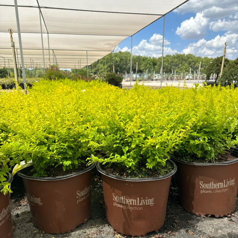 Sunshine Ligustrum