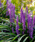 Super Blue Liriope