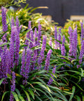 Super Blue Liriope