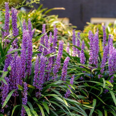 Super Blue Liriope