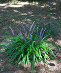 Super Blue Liriope