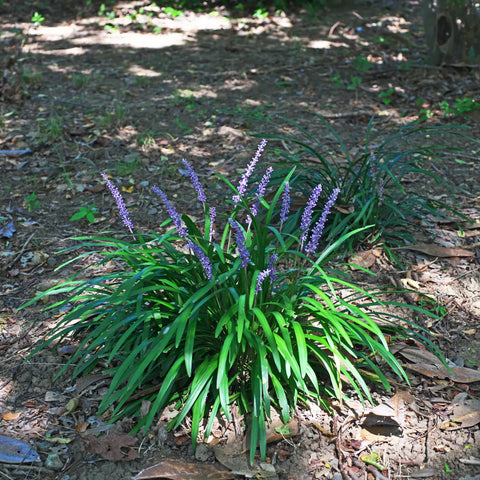 Super Blue Liriope