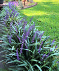 Super Blue Liriope