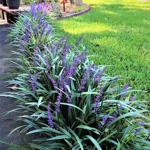 Super Blue Liriope