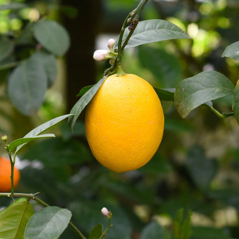 Sweet Kumquat Tree