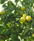 Sweet Kumquat Tree