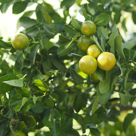 Sweet Kumquat Tree