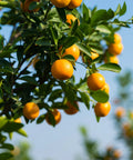 Sweet Kumquat Tree