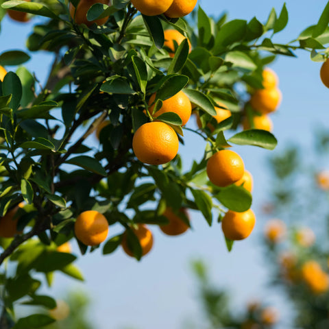 Sweet Kumquat Tree