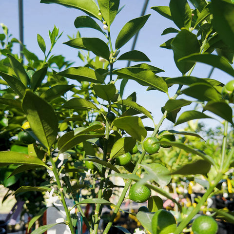 Sweet Kumquat Tree