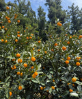 Sweet Kumquat Tree