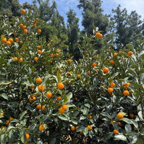 Sweet Kumquat Tree