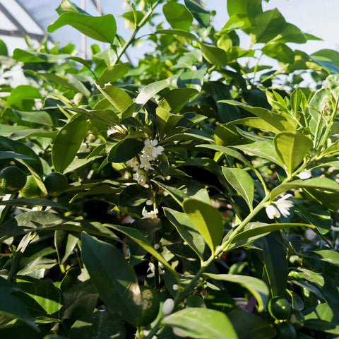 Sweet Kumquat Tree