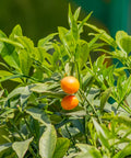 Sweet Kumquat Tree