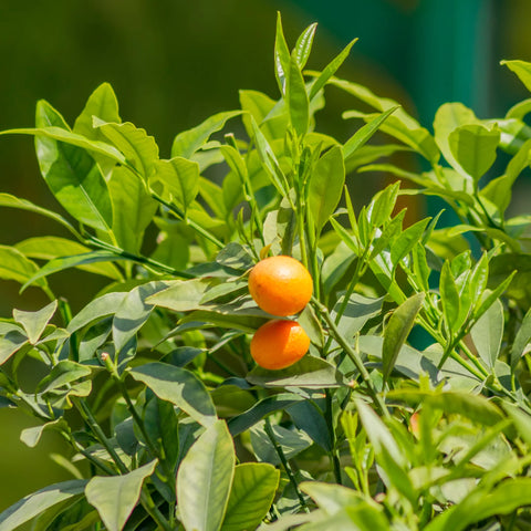 Sweet Kumquat Tree