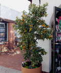 Sweet Kumquat Tree