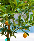 Sweet Kumquat Tree