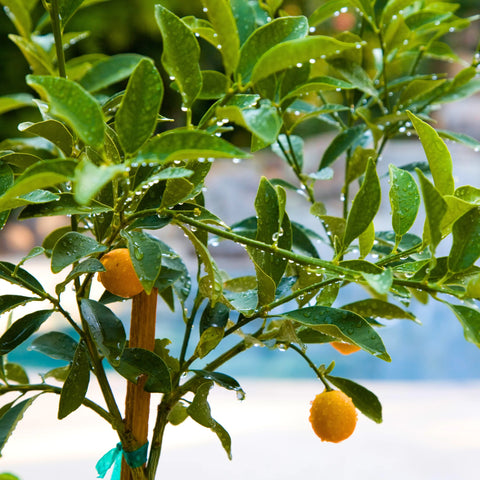 Sweet Kumquat Tree