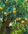 Sweet Kumquat Tree