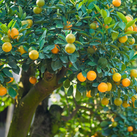 Sweet Kumquat Tree
