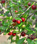 Sweet Southern Cherry Tree
