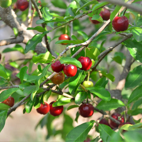 Sweet Southern Cherry Tree