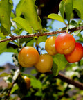 Sweet Southern Cherry Tree