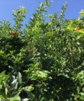 Sweet Southern Cherry Tree