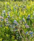 Sweetheart Blueberry Bush