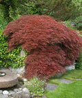 Tamukeyama Japanese Maple