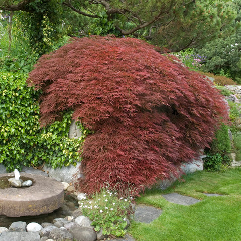 Tamukeyama Japanese Maple