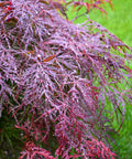 Tamukeyama Japanese Maple