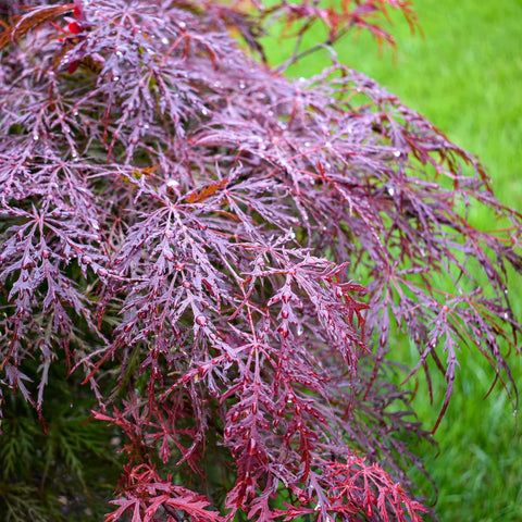 Tamukeyama Japanese Maple