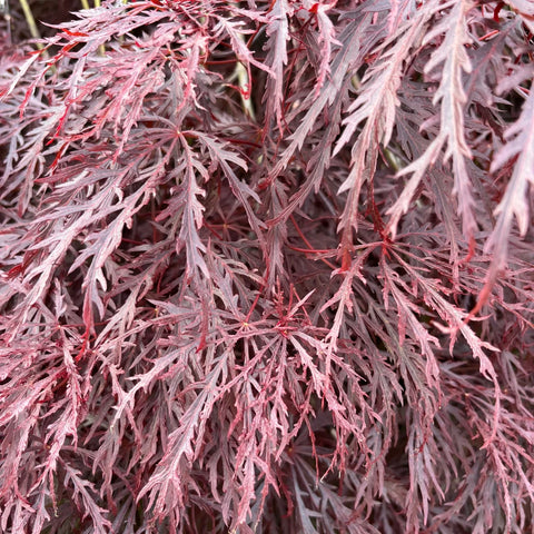 Tamukeyama Japanese Maple