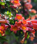 Tangerine Beauty Crossvine