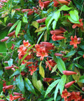 Tangerine Beauty Crossvine