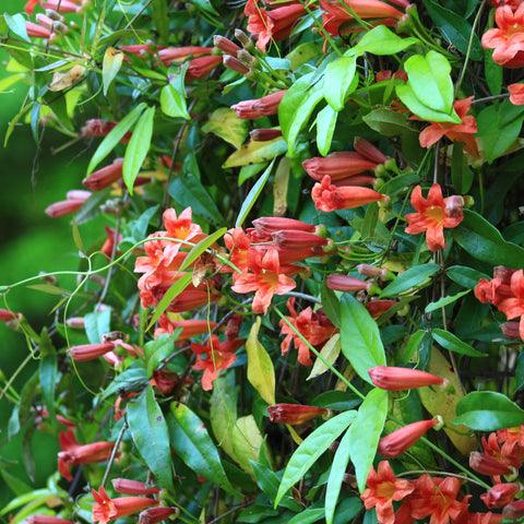 Tangerine Beauty Crossvine