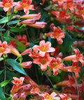 Tangerine Beauty Crossvine