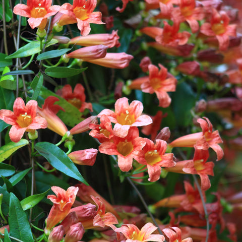 Tangerine Beauty Crossvine