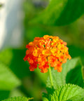 Texas Lantana