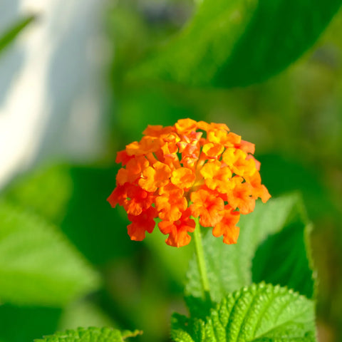 Texas Lantana