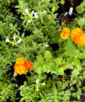 Texas Lantana