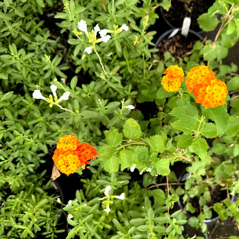 Texas Lantana