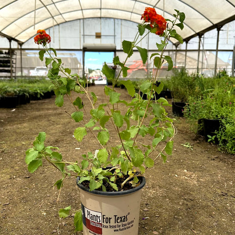 Texas Lantana