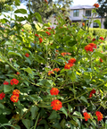 Texas Lantana