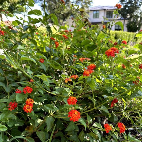 Texas Lantana