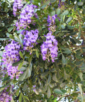 Texas Mountain Laurel